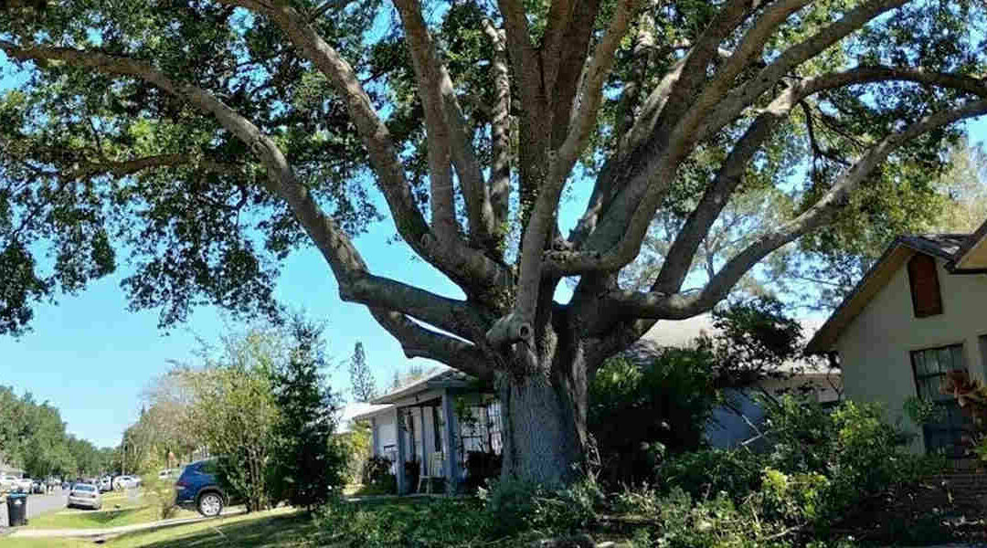 Is a Hollow Tree Dangerous?