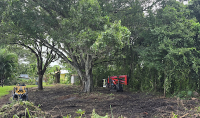Successful Land Clearing Project for Palm Bay, FL, Resident by East Coast Arbor Pro