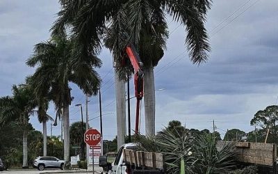 A Case Demonstrating Proactive Tree Trimming To Protect a Local Primary School in Palm Bay, Florida