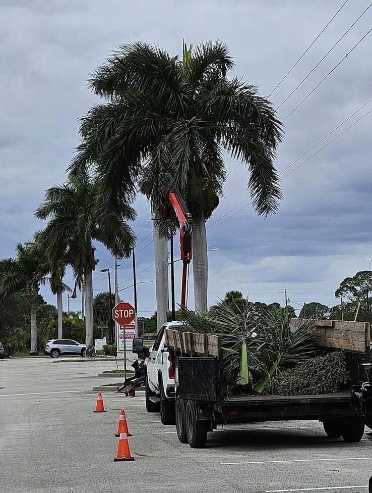 mature palm trees