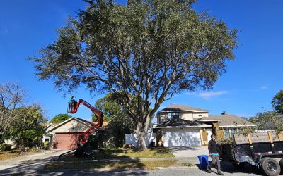 Transforming Residential Landscapes: East Coast Arbor Pro’s Expert Oak Tree Trimming in Rockledge