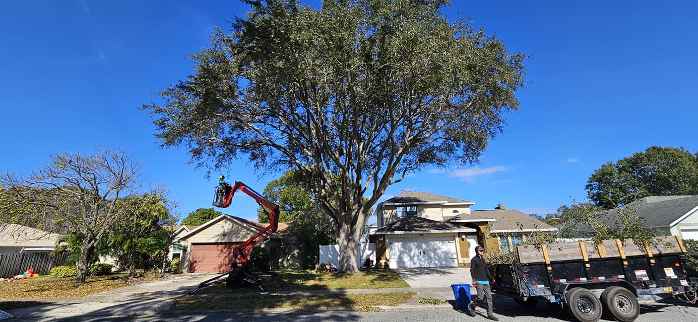 Oak Tree Trimming in Rockledge