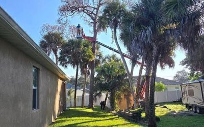 A Parque de Malaga Tree Pruning Service by East Coast Arbor Pro Gave This Home in Palm Bay, Florida, Space to Breathe