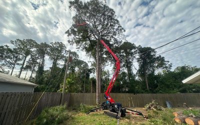 East Coast Arbor Pro in Palm Bay, Florida, on a Pine Tree Removal Project—Brevard County