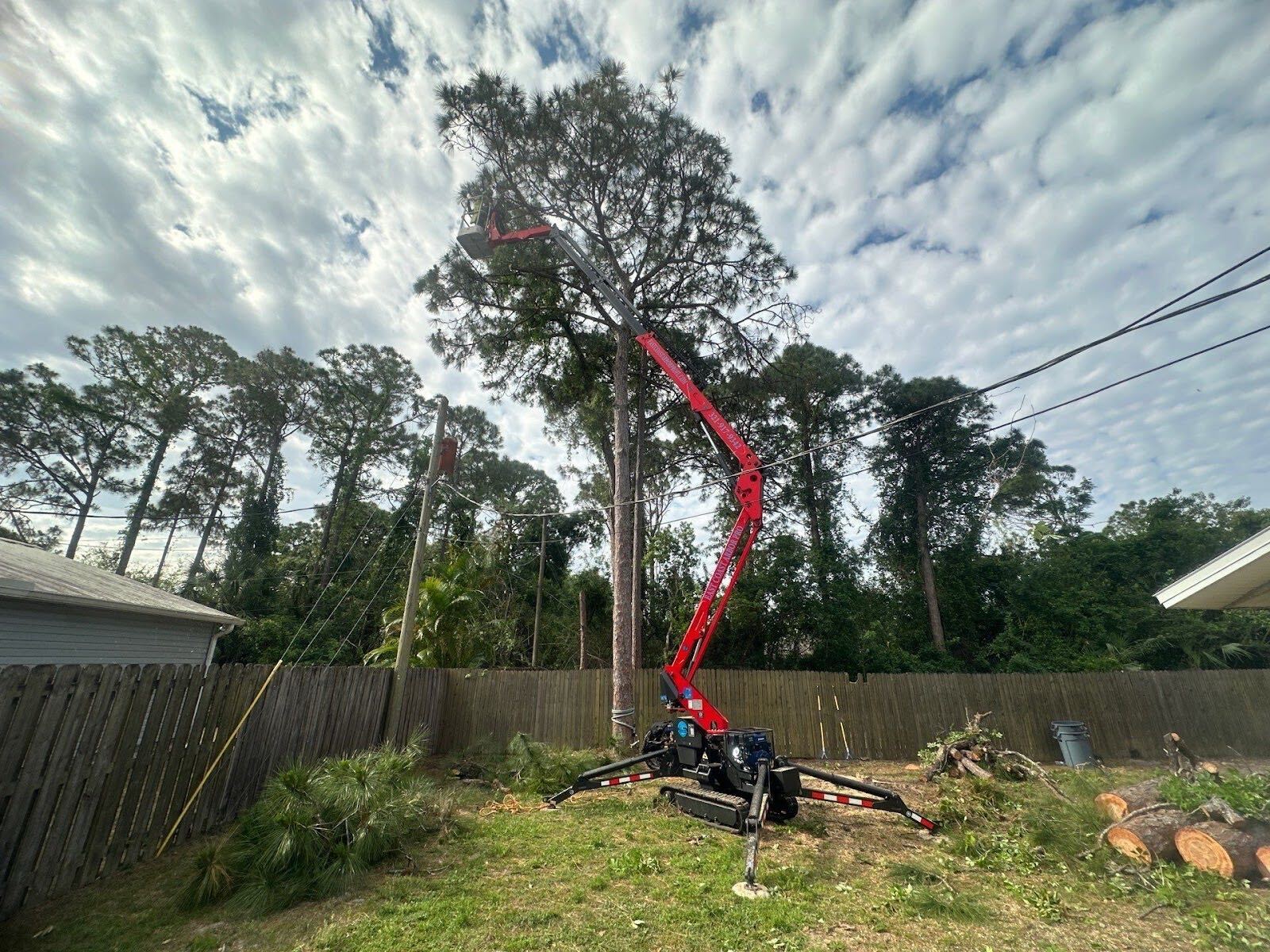 pine tree removal