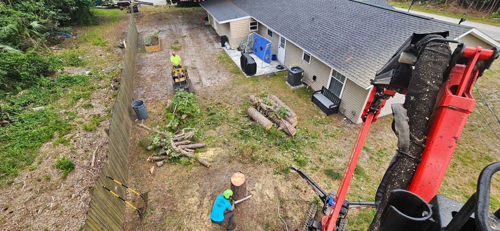 pine tree removal