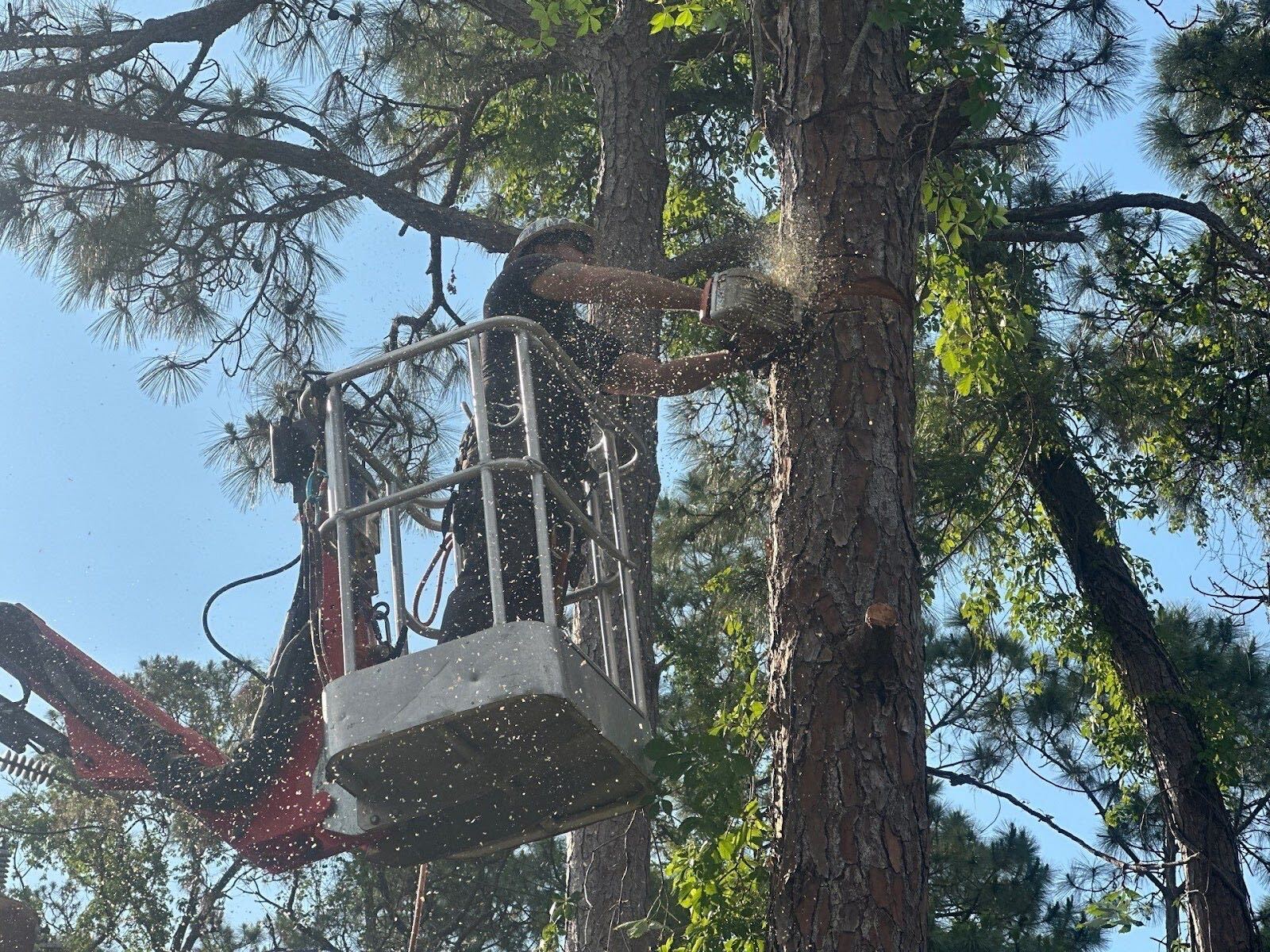 pine tree removal