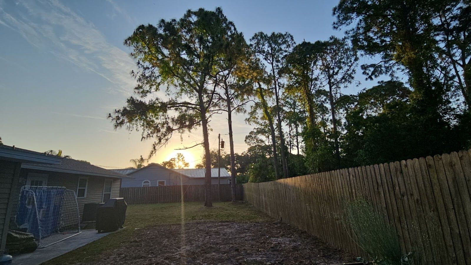 pine tree removal