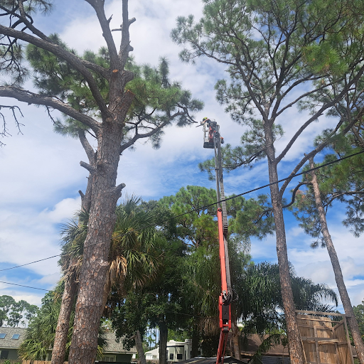 power line pine tree trimming