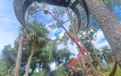 Turning a Pine-Filled Backyard Into an Open Canopy Oasis in Palm Bay