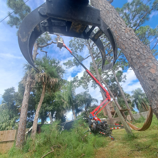 power line pine tree trimming