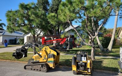 East Coast Arbor Pro in Palm Bay, FL, Performs Successful Camphor Removal and Tree Trimming