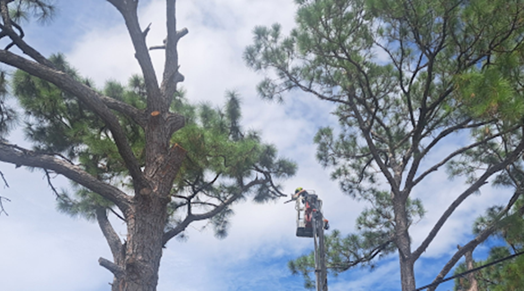 How To Prune Tall Trees the Right Way