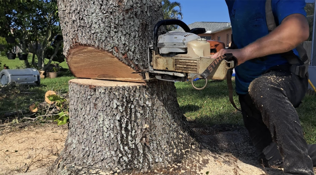 How To Remove a Large Tree Near Your House