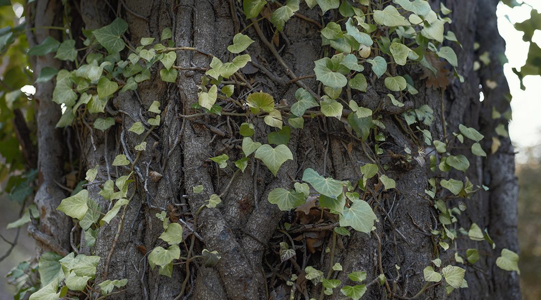 Why Removing Vines From Trees Is Important