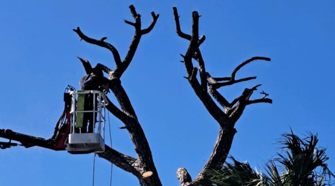 Should Dead Branches Be Removed From Trees in Satellite Beach, FL?