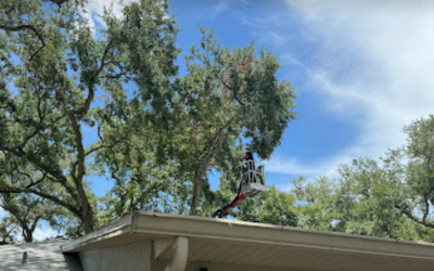 East Coast Arbor Pro’s Successful Full-Service Pruning in Palm Bay, FL