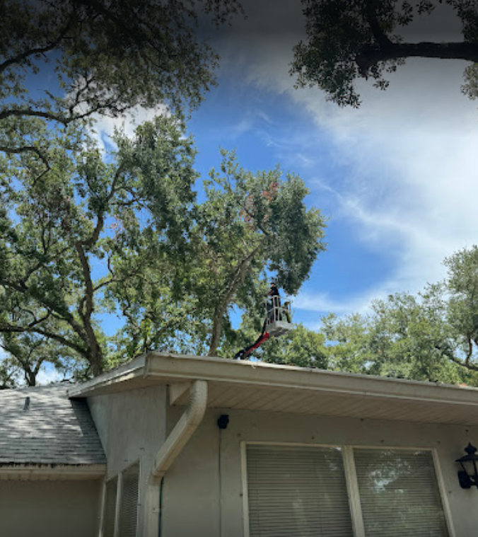 successful full-service pruning in palm bay fl