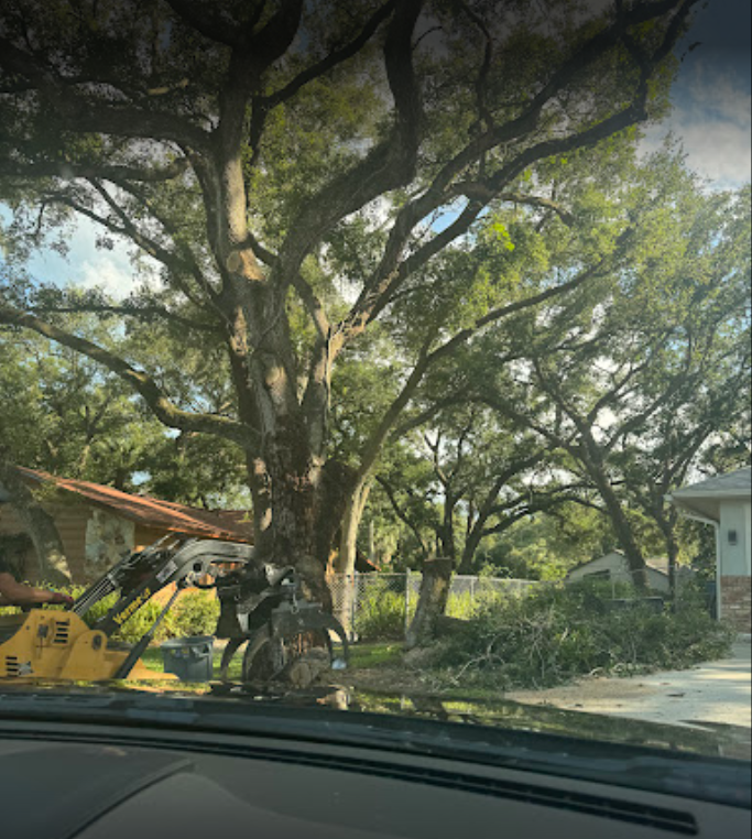 successful full-service pruning in palm bay fl