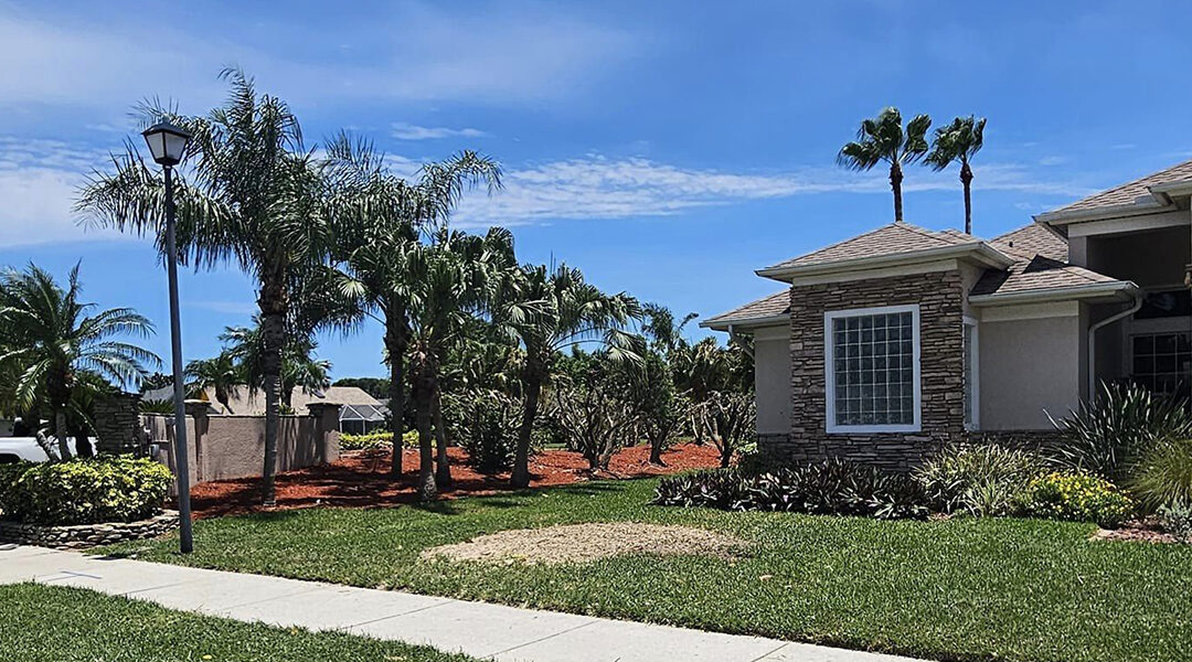 Six Common Tree-Killing Insects in Florida