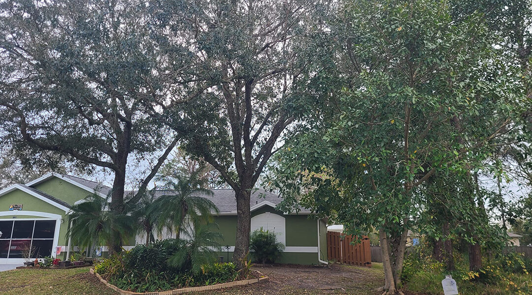 Six Common Tree Pests in Florida