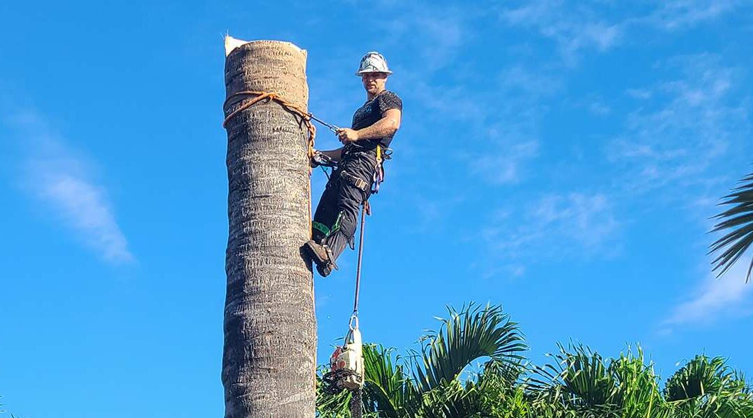 Six Factors Determining Tree Removal Cost