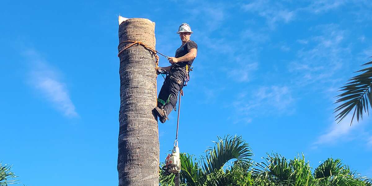 tree removal cost - East Coast Arbor Pro