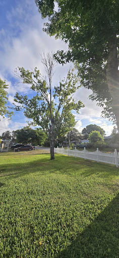 tree removal 