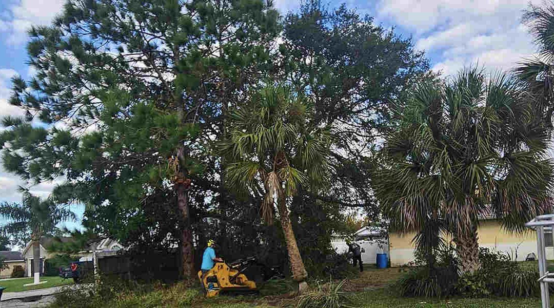 Understanding How Tree Root Systems Work: Quick Guide for Palm Bay, FL, Residents