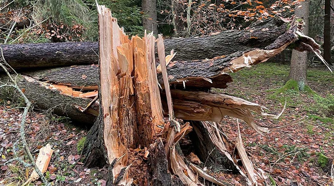 What To Do If Your Tree Is Struck by Lightning in Cocoa Beach, FL