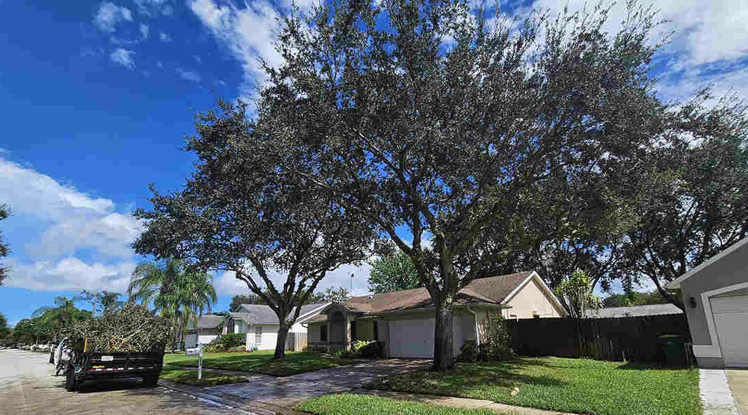 How Do Trees Help Reduce Temperature?