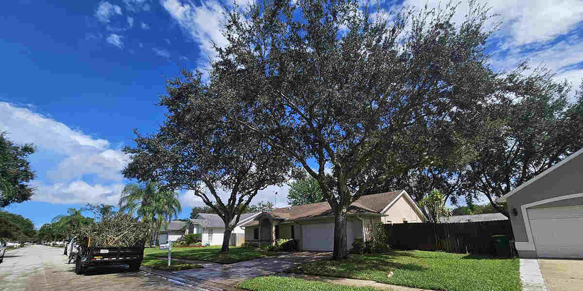 trees reduce temperature