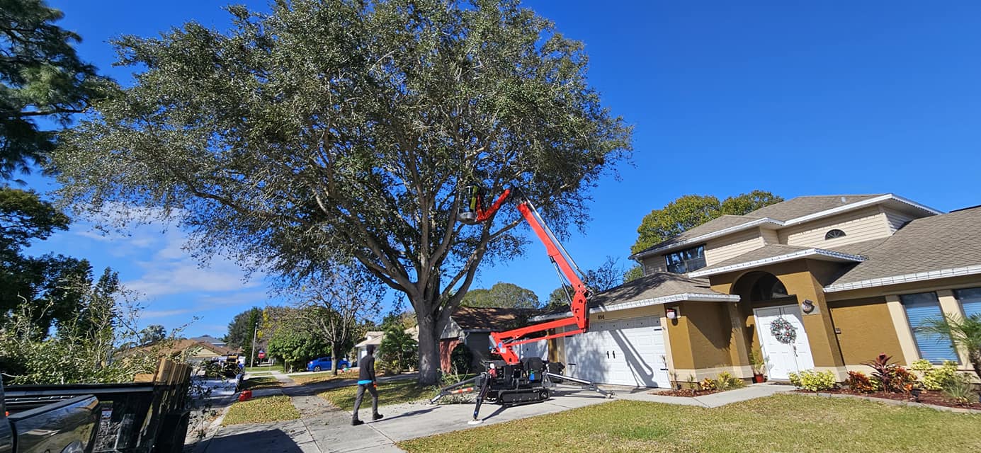 Tree Trimming Rockledge, FL