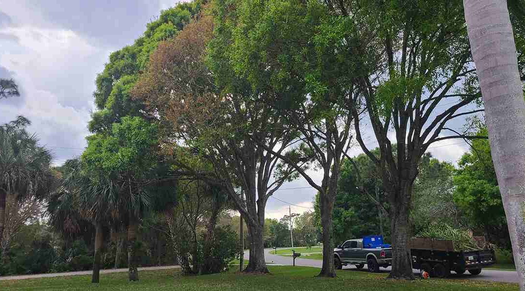 How To Identify and Treat Different Types of Tree Fungus