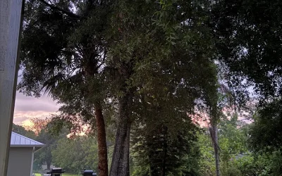 Safe Tree Removal in Cocoa, FL | East Coast Arbor Pro Case Study