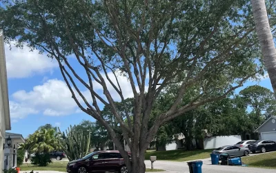 Professional Oak Tree Removal in Cocoa Beach, FL | East Coast Arbor Pro