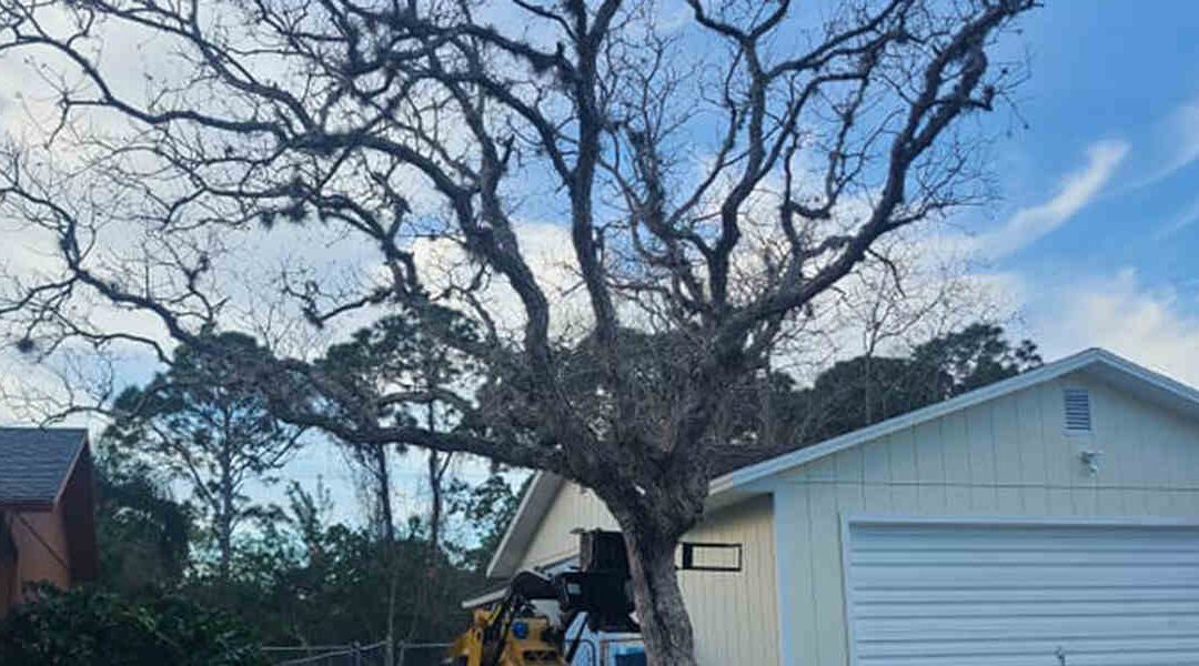 6 Warning Signs of a Falling Tree in Vero Beach, FL