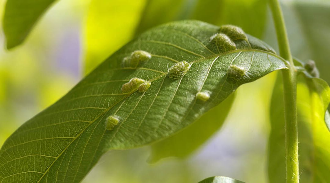 What Are Bumps on the Leaves of Your Trees in Vero Beach, FL?