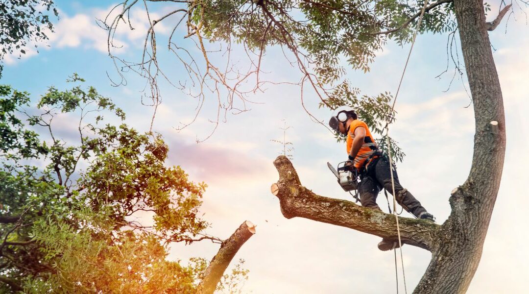 What Does an Arborist Do: All You Need to Know