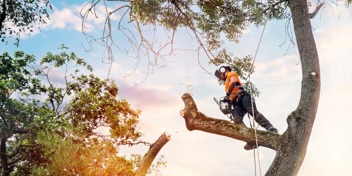what does an arborist do