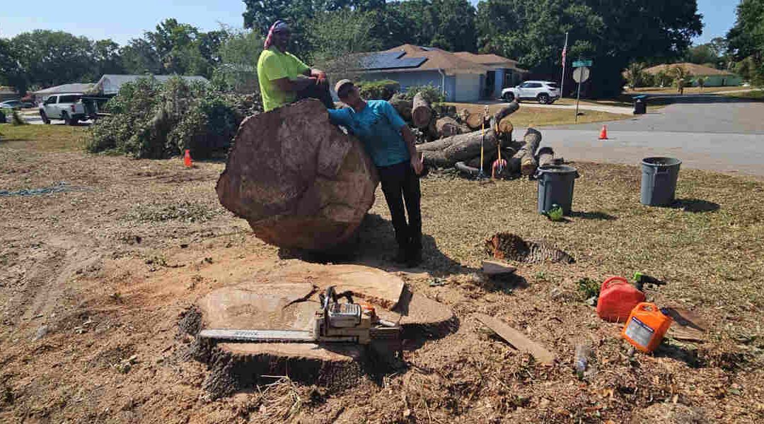 What To Do With a Large Tree Stump in Your Yard