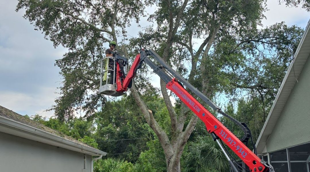 Seven Signs It’s Time To Call a Certified Arborist in Palm Bay, FL
